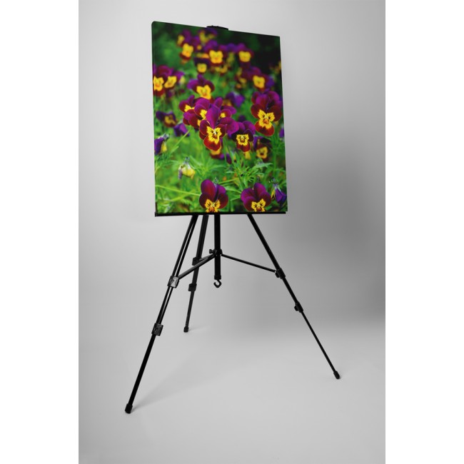 Árvácska virágok a mezőn