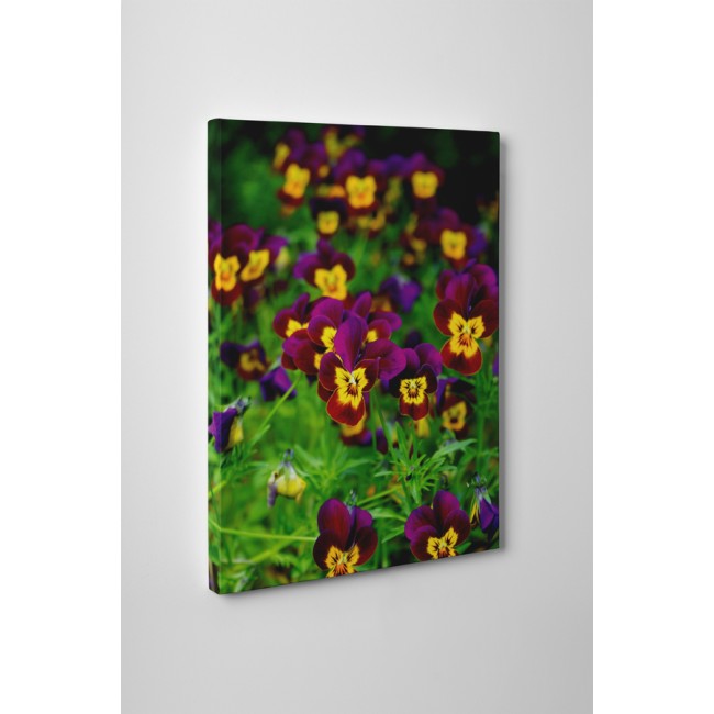 Árvácska virágok a mezőn