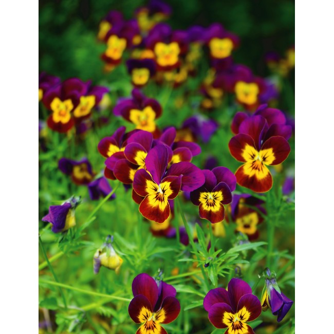 Árvácska virágok a mezőn