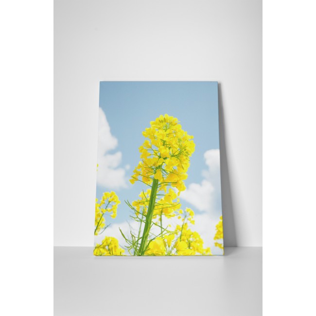 Repce a napsütésben