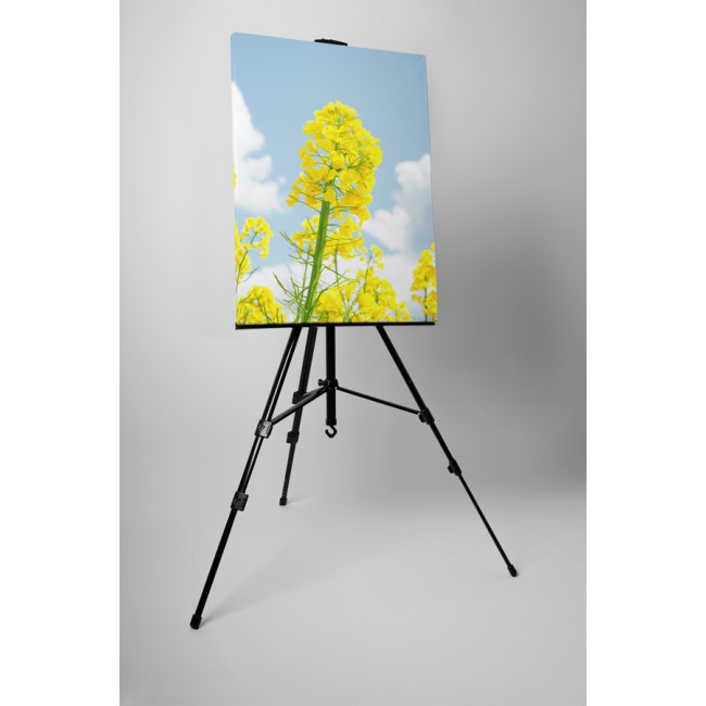 Repce a napsütésben