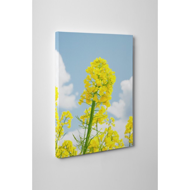 Repce a napsütésben