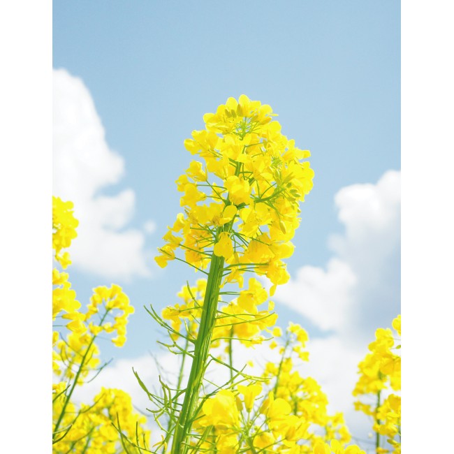 Repce a napsütésben