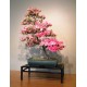 Azalea bonsai