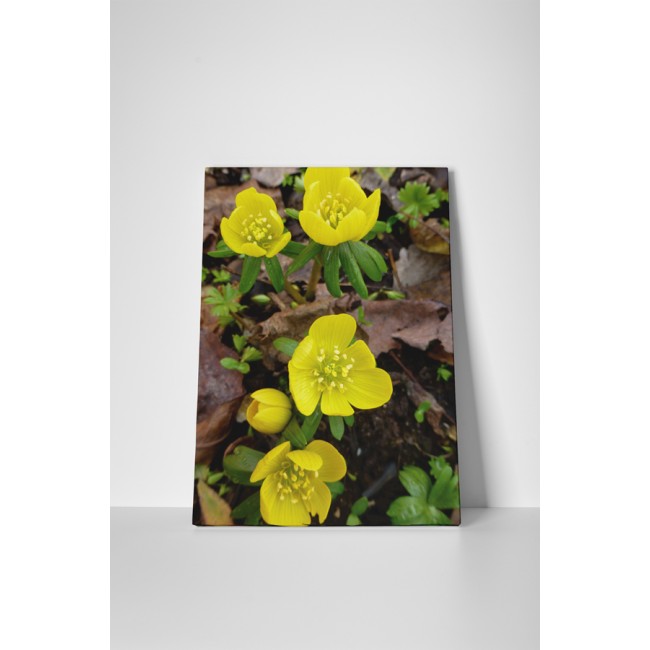 Virágzó sárga krókusz