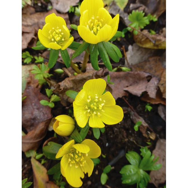 Virágzó sárga krókusz