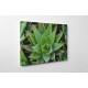 Aloe Vera növény