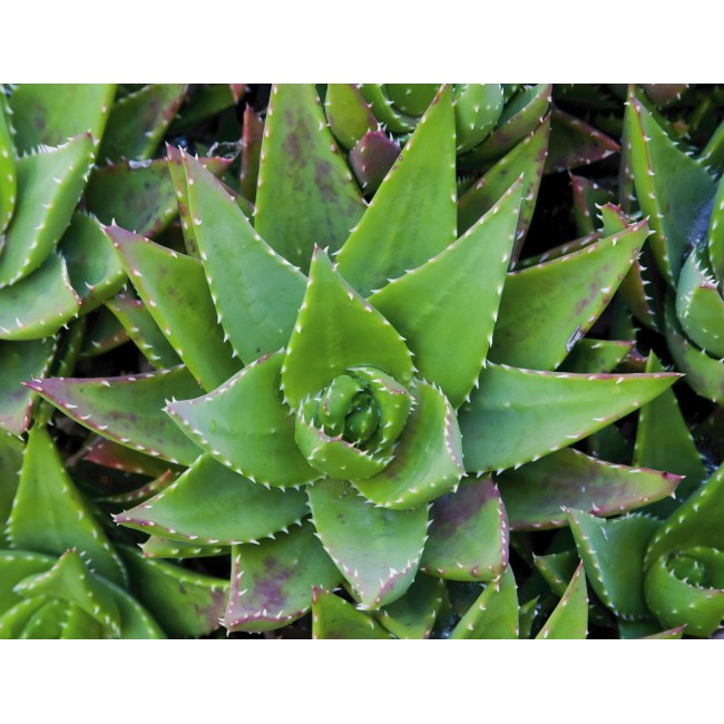 Aloe Vera növény
