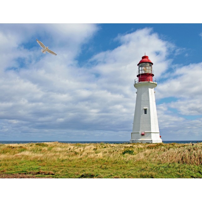 Sirály és világítótorony