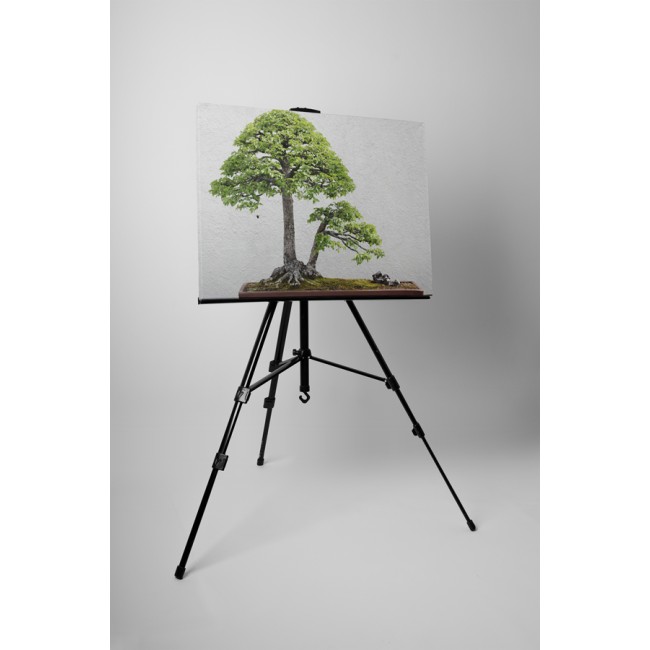 Szilfa bonsai