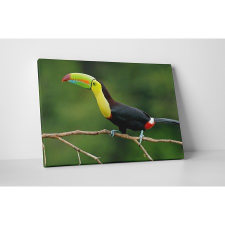 Színes csőrű tukán