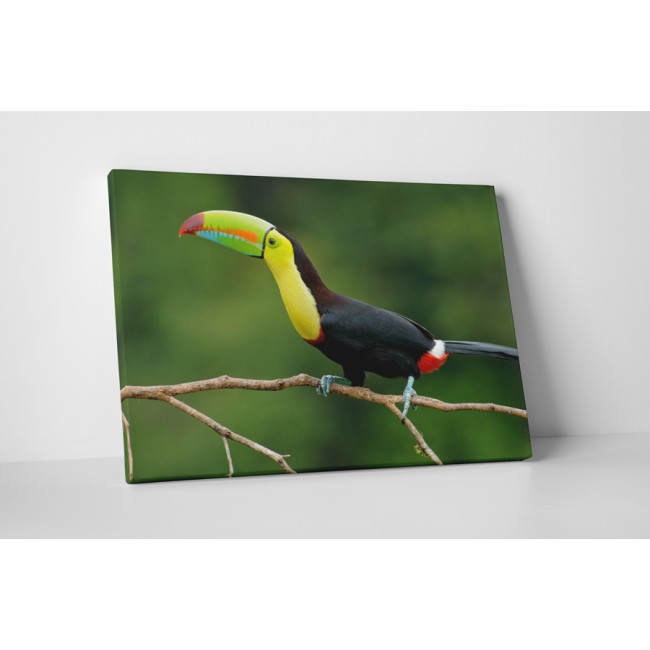 Színes csőrű tukán