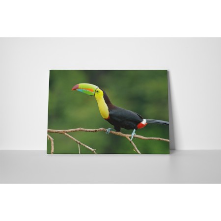 Színes csőrű tukán