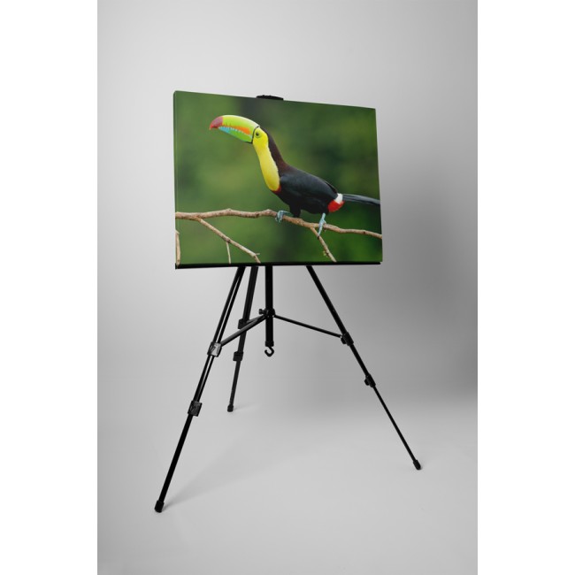 Színes csőrű tukán