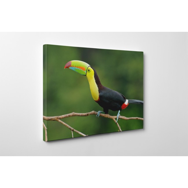 Színes csőrű tukán