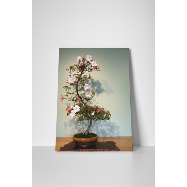 Virágzó bonsai fácska