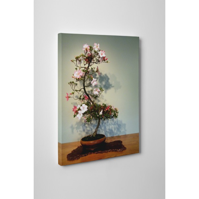 Virágzó bonsai fácska