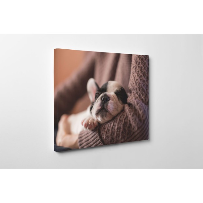 Francia bulldog kölyök