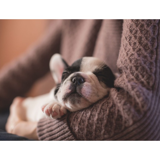 Francia bulldog kölyök