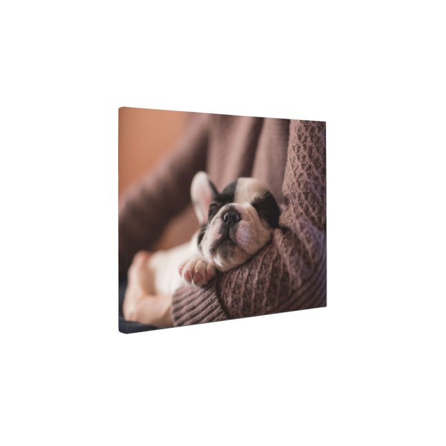 Francia bulldog kölyök