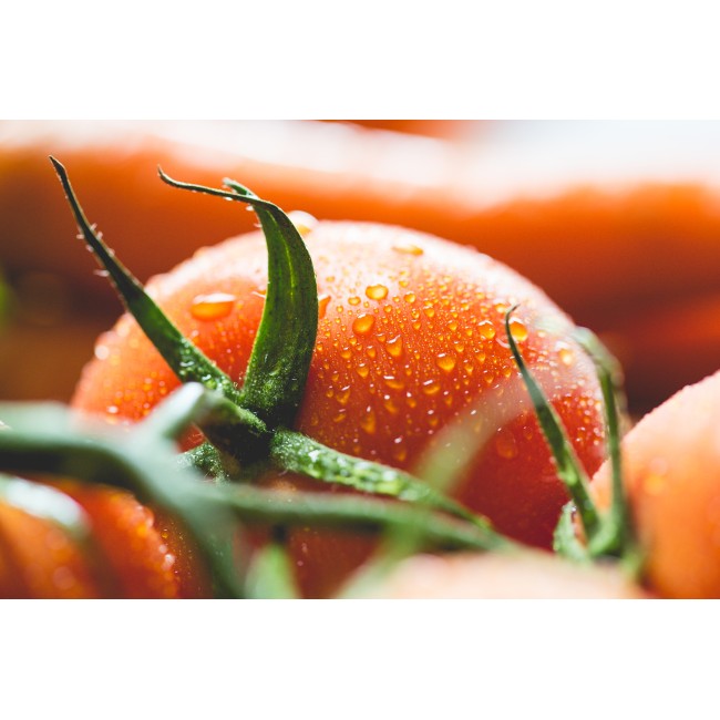 Frissen szedett paradicsom