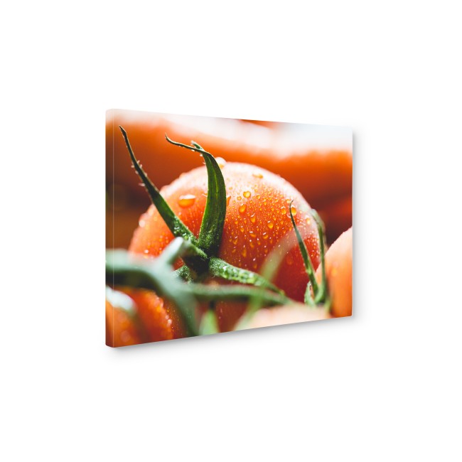 Frissen szedett paradicsom