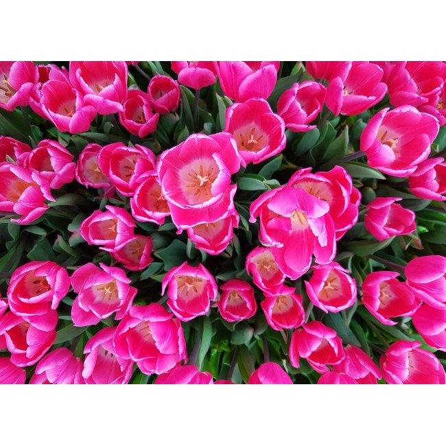 Rózsaszín tulipánok