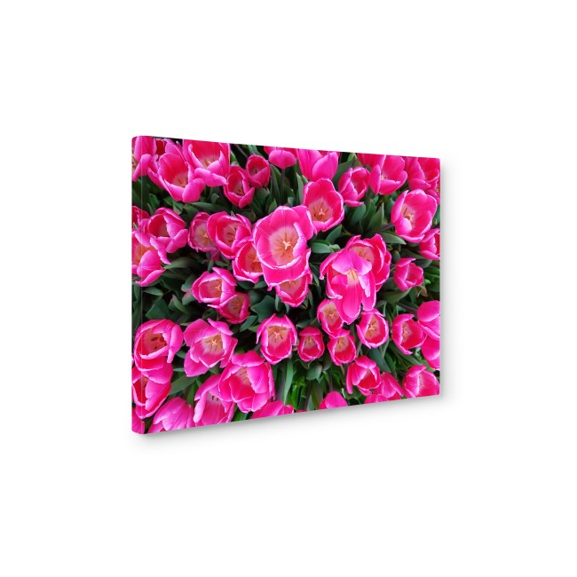 Rózsaszín tulipánok