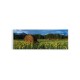 Mező - Panoráma vászonkép
