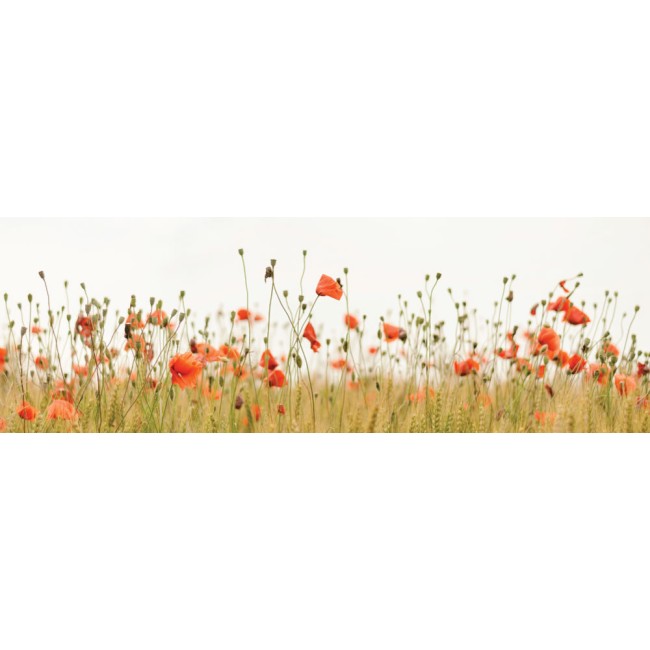 Pipacsok - Panoráma vászonkép