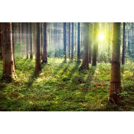 Napsütéses nyári erdő - Nyomtatott poszter