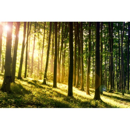 Napnyugta az erdőben - Nyomtatott poszter