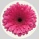 Csempe matrica - Gerbera - 4 darab