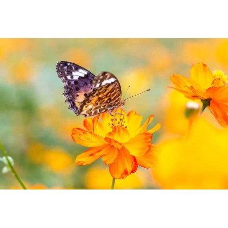 Nyári hangulat - Nyomtatott poszter