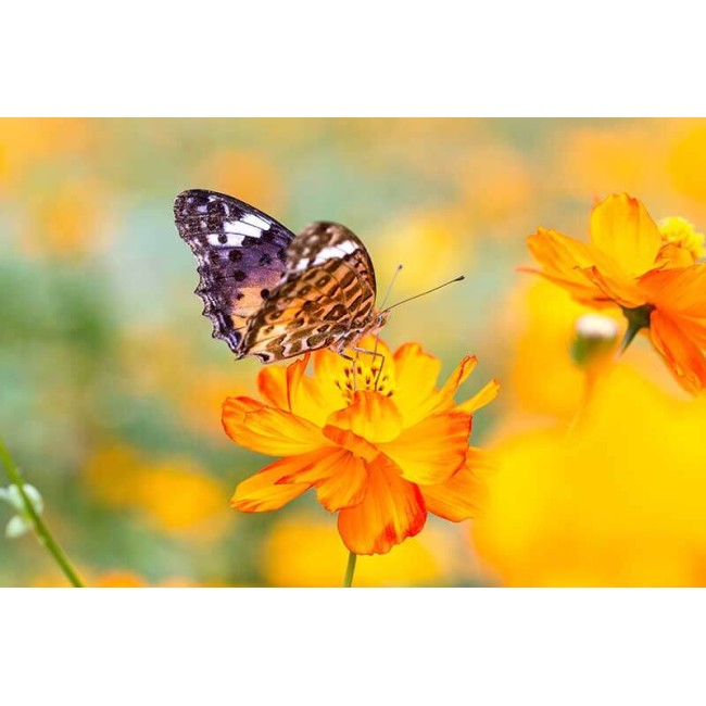 Nyári hangulat - Nyomtatott poszter