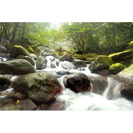 Gyors folyam az erdőben - Nyomtatott poszter