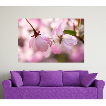 Begónia rózsaszín virág - Nyomtatott poszter