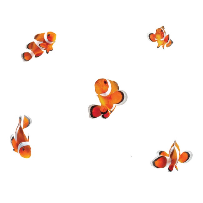 Bohóc halak - Színes Matrica