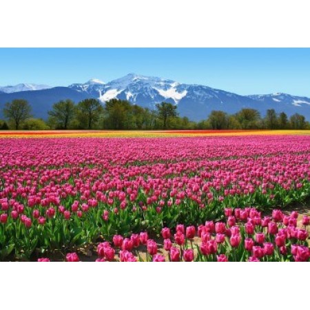 Fotótapéta - Tulipánok