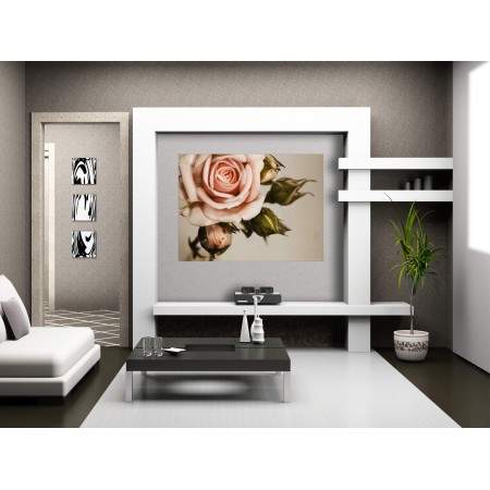 Fotótapéta - Rózsaszín rózsa