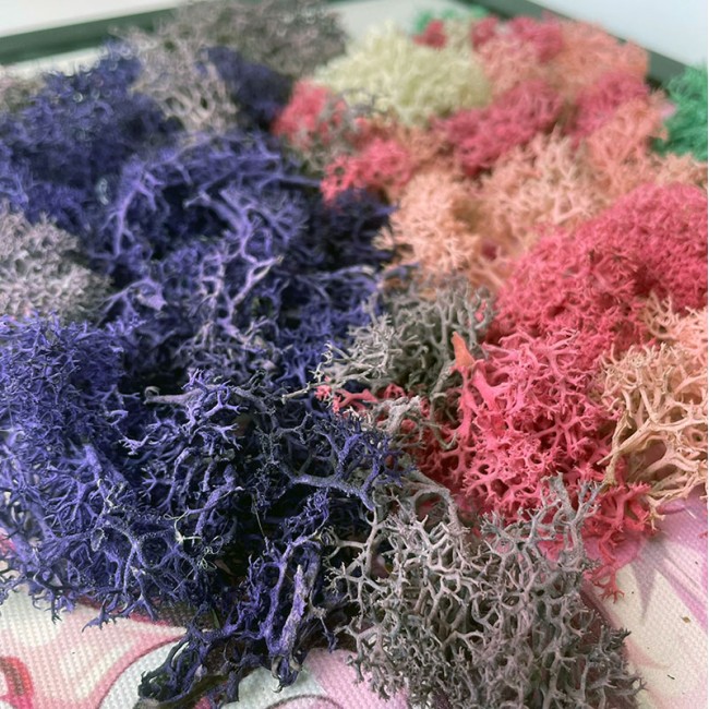 Zuzmókép - Diandra